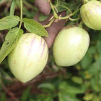 Solanum muricatum Aiton